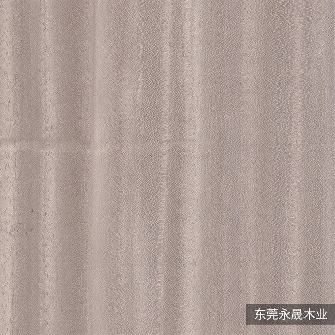 水染红椿-6123