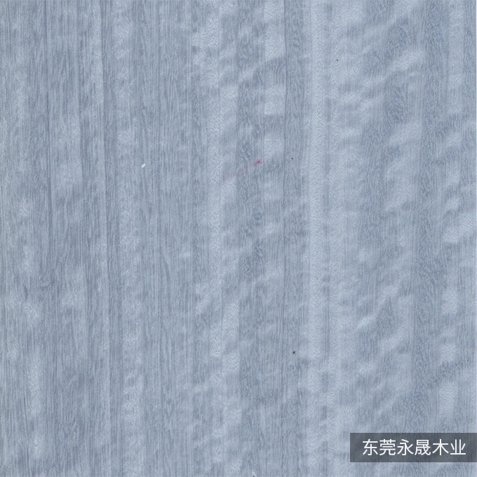 水染尤加利6111