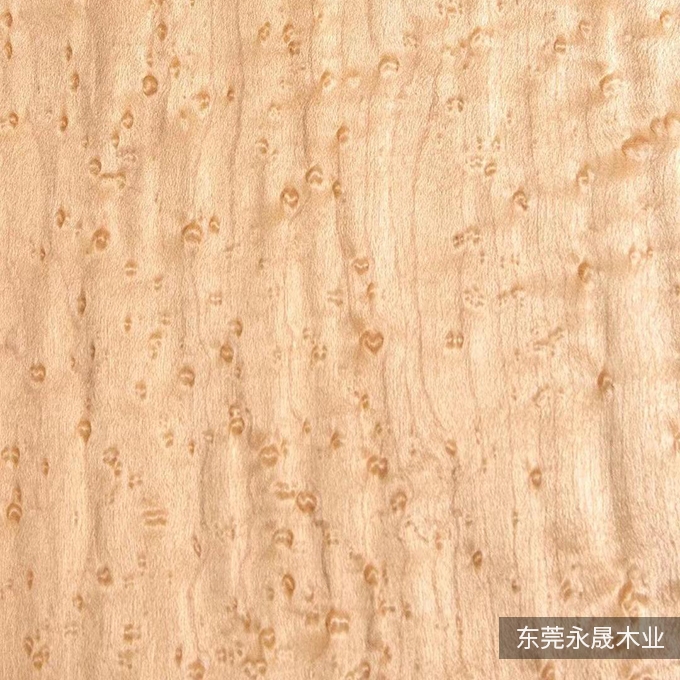 枫木雀眼